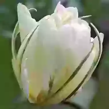 Exotic Emperor